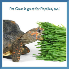 Pet Greens Self-Grow Pet Grass Kit