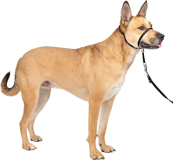 PetSafe Gentle Leader No-Pull Head Collar for Dogs, Dog Head Collar - The Ultimate Solution to Pulling, Padded Nose Loop, Quick-Snap Neck Strap, Dog Halter, Medium