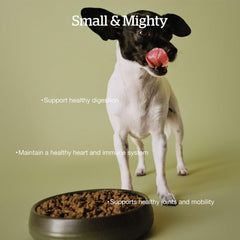 Now Fresh Grain-Free Small Breed Senior Dry Dog Food with Turkey, Salmon & Duck, Premium Kibble Made with Real Meat & Fish, Chicken-Free, Added Glucosamine & Chondroitin for Healthy Joints