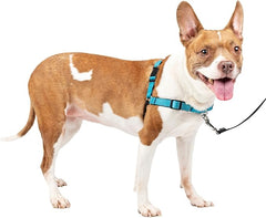 PetSafe Easy Walk Deluxe Dog Harness, No Pull Dog Harness – Perfect for Leash & Harness Training – Stops Pets from Pulling and Choking on Walks – Medium