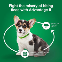 Elanco Advantage II Dog Vet-Recommended Flea Treatment & Prevention | 6-Month Supply