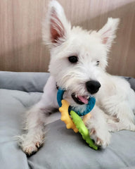 Nylabone Teething Rings Power Chew Toy for Dogs, Dog Toys for Aggressive Chewers, Bacon Flavor, Small - Up to 25 Ibs