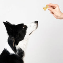 Exclusively Dog Cookies Best Buddy Bones Peanut Butter Flavor Training Treats, Natural and Made in The USA, 5.5 oz