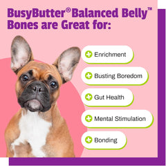 Pet Naturals BusyButter Balanced Belly Peanut Butter Bones, Rawhide-Free Chews for Medium/Large Dogs, Long Lasting Chew Bones, Probiotics and Pumpkin for Gut Health, 4 Count