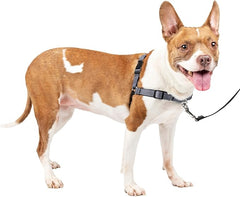 PetSafe Easy Walk Deluxe Dog Harness, No Pull Dog Harness – Perfect for Leash & Harness Training – Stops Pets from Pulling and Choking on Walks – Medium