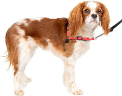 PetSafe Easy Walk Deluxe Dog Harness, No Pull Dog Harness – Perfect for Leash & Harness Training – Stops Pets from Pulling and Choking on Walks – Small