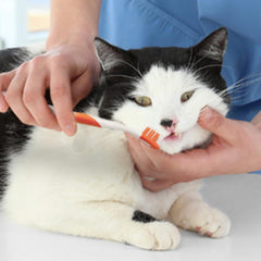 Nylabone Advanced Oral Care Cat Dental Kit Original