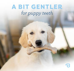 Benebone Puppy Wishbone Dog Chew Toy, Made in USA, Real Bacon Flavor