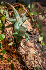 Galápagos (05275) Basking Bark, Natural