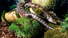 Galápagos Pillow Moss, Fresh Green, Header Bag