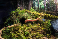 Galápagos (05346) Mossy Cave Hide, Green