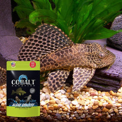 Cobalt Select Algae GRAZERS