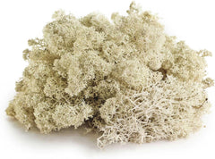 Galápagos (05350) Humid Environment Terrarium Kit – Essential Moss Accessories for Dart Frogs, Iguanas, Chameleons & Reptile Tanks