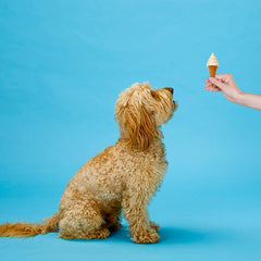 SPOT Pup Ice- Ready to Freeze at Home Dog Treats-Edible Chews for Medium Breed Dogs & Puppies