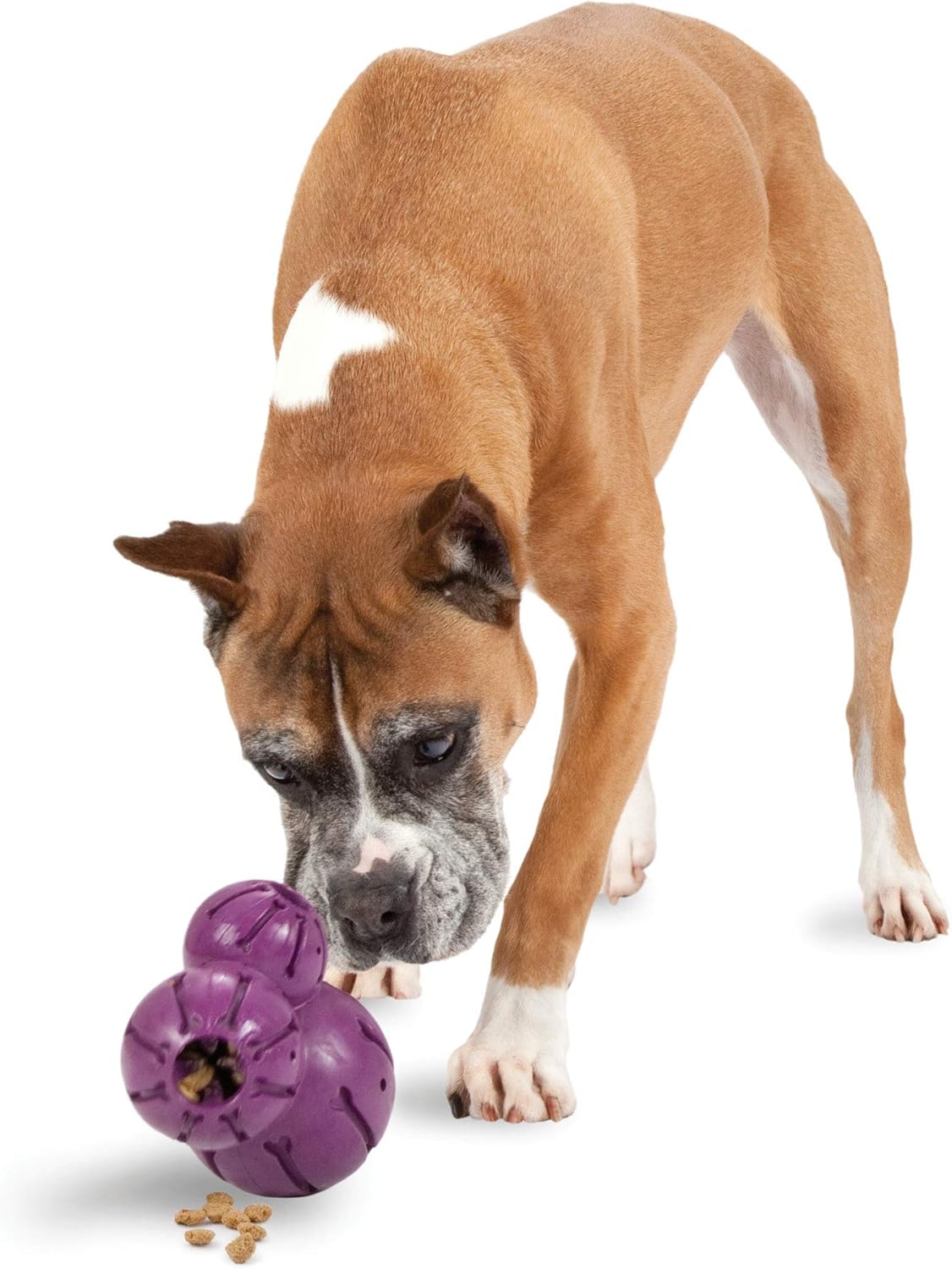 PetSafe Busy Buddy Barnacle - Dog Chew Toy - Treat Dispensing Dog Toys