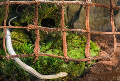 Galápagos (05213) Terrarium Green Sphagnum Moss, Natural