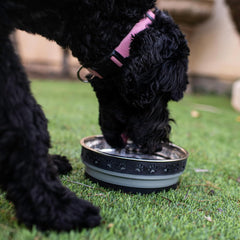 Loving Pets Corsa Pet Bowl for Dogs