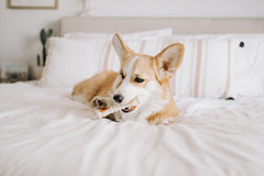 Nylabone Knuckle Bone Pop-In Treat Toy Power Chew Toy for Dogs, Interactive Treat Dispensing Enrichment Dog Toy, Long Lasting Chicken Flavor