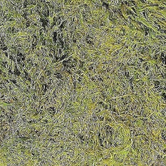 Zoo Med Terrarium Moss