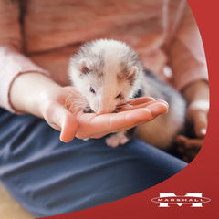 Marshall Pet Products Bandits Ferret Treat 1ea/3 oz
