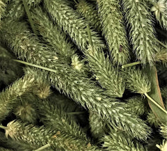 Timothy Seed Heads (10 Gram)