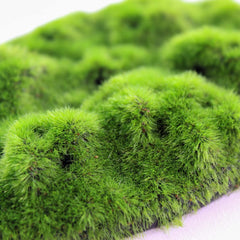 Penn-Plax Aqua-Flora Aquarium Living Resin Decoration with Embedded Glosso Plant Seeds – Moss Patch – Safe and Healthy for Freshwater Fish