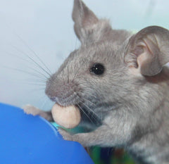 Vitakraft Drops Mini Banana and Cherry Flavor Dwarf Hamster Rat and Mouse Treat