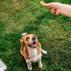 Exclusively Dog Cookies Best Buddy Bones Peanut Butter Flavor Training Treats, Natural and Made in The USA, 5.5 oz