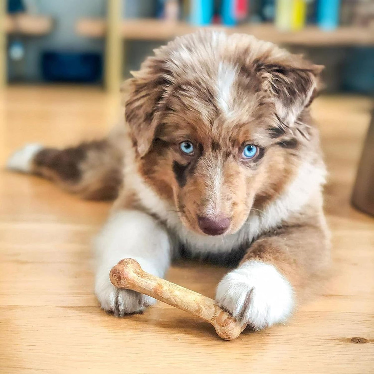 Nylabone Healthy Edibles Natural Puppy Chews Long Lasting Treats for Puppies, Roast Beef, Apple & Bacon Flavor