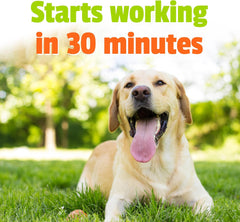 PET NATURALS OF VERMONT DOG BUSY BUTTER EXTRA STRENGTH CALMING PEANUT BUTTER 6OZ