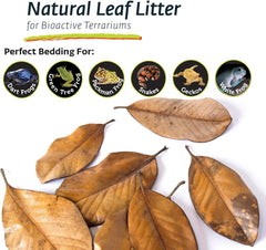 Galápagos Natural Magnolia Leaf Litter – Reptile Substrate for Bioactive Vivariums, Bearded Dragon, Gecko, and Snake Tank Accessories, 100% Natural Terrarium Décor, 4Qt