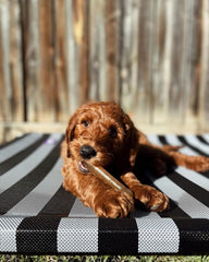 Nylabone Puppy Chew Teething Bone, Toys for Teething Puppies, Chicken Flavor