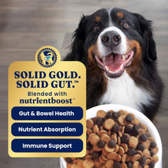Solid Gold High Protein Dog Food Dry Dog Kibble - Premium Beef Protein & Digestive Probiotics for Energy, Muscle, Gut & Immune Support - Healthy Grain & Gluten Free Dogfood - Nutrientboost 22-lb