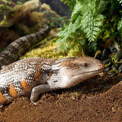 Galápagos Tropicoco Soil Brick Natural Coconut Soil Bedding