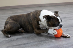Starmark Everlasting Treat Bento Ball Tough Dog Chew Toy