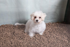Fibercore ECO Bedding 99% Dust Free Paper Bedding for Small Pets, Eco Natural Bag