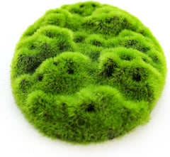 Penn-Plax Aqua-Flora Aquarium Living Resin Decoration with Embedded Glosso Plant Seeds – Moss Patch – Safe and Healthy for Freshwater Fish