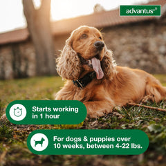 Advantus Dog Advantus Chewable Flea Treatment for Dogs | 30 ct.