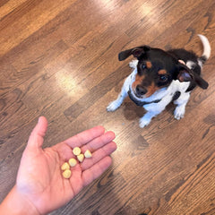 Exclusively Dog Best Buddy Bits Training Treats for Dogs and Puppies - All Natural, Baked in The USA, Ideal for Training & Agility, No Animal Byproducts - Chicken Flavor, 5.5oz Resealable Bag