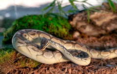 Galápagos Tropicoco Husk Natural Coconut Husk Bedding