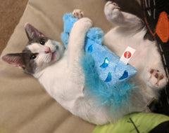 SPOT Hug'n Kick Shimmer Glimmer Cat Toy with Catnip Assorted Figures