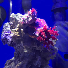 Seachem Denitrate