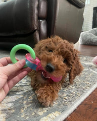 Nylabone Puppy Pacifier Chew Toy, Teething Toys for Puppies, Bacon Flavor