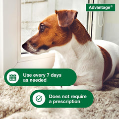 Elanco Advantage Dog Flea & Tick Shampoo for Puppies & Adult Dogs | Kills Fleas & Ticks | 24 oz.