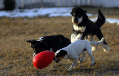Jolly Pets Jolly Egg Dog Toy
