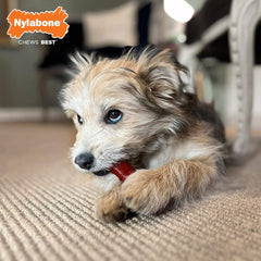 Nylabone Original & Textured Bone Power Chew Toy for Dogs, Durable & Tough Dog Toys for Aggressive Chewers, Basted Blast Bacon and Steak Flavor