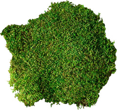 Galápagos (05350) Humid Environment Terrarium Kit – Essential Moss Accessories for Dart Frogs, Iguanas, Chameleons & Reptile Tanks