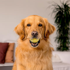 Playology Squeaky Chew Ball for Dogs | Engaging All-Natural Chicken Scented Toy for Large to X-Large Dogs 50lbs & up | Squeak, Fetch, and Play