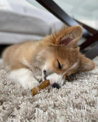 Nylabone Ring Bone Chew Toy for Puppies, Puppy Teething Toys, Puppy Enrichment Toys, Chicken Flavor