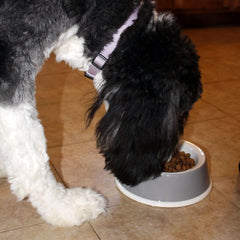 Van Ness Pets EcoWare Medium Dog Bowl, Non-Tip/Non-Skid Dish, 25 OZ Capacity